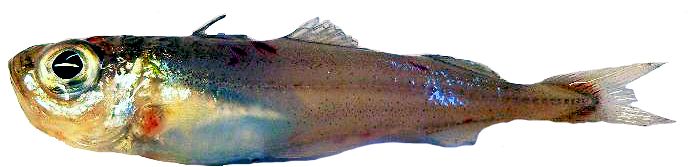 Gadiculus argenteus_442